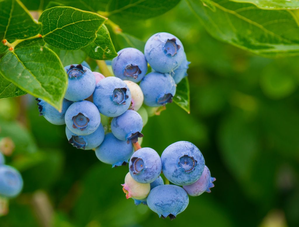 Buy Powder Blue Blueberry Plant Southern Berries USA