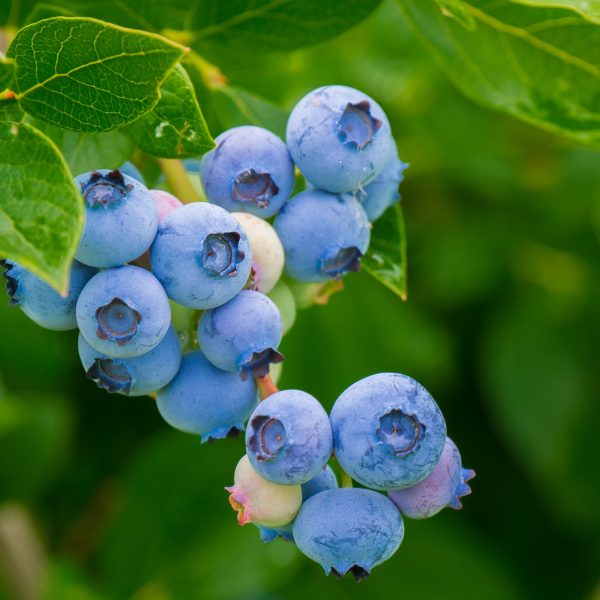 Blueberry Plant Varieties