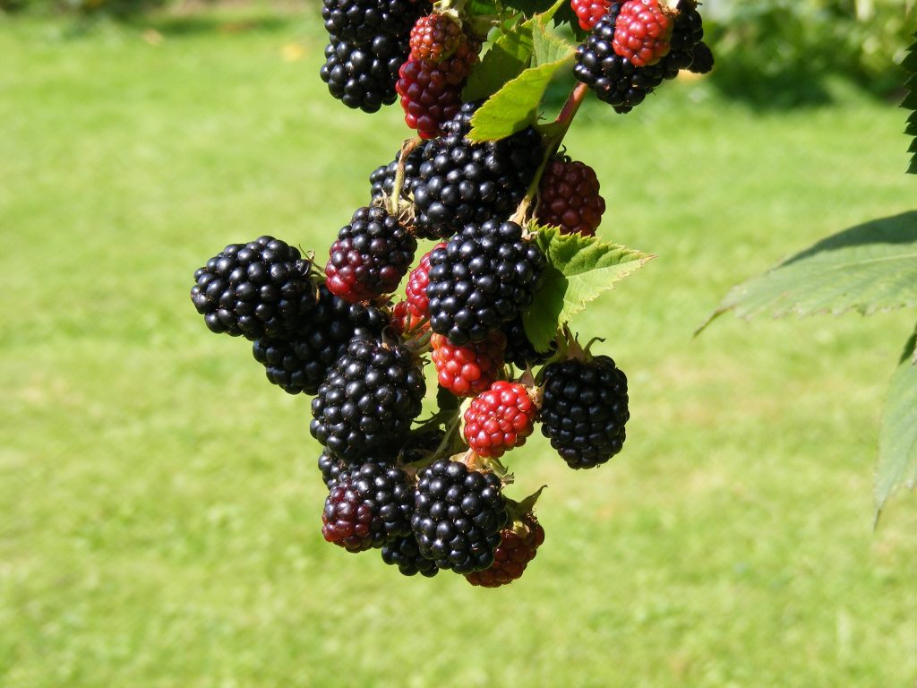 Buy blackberry plants information