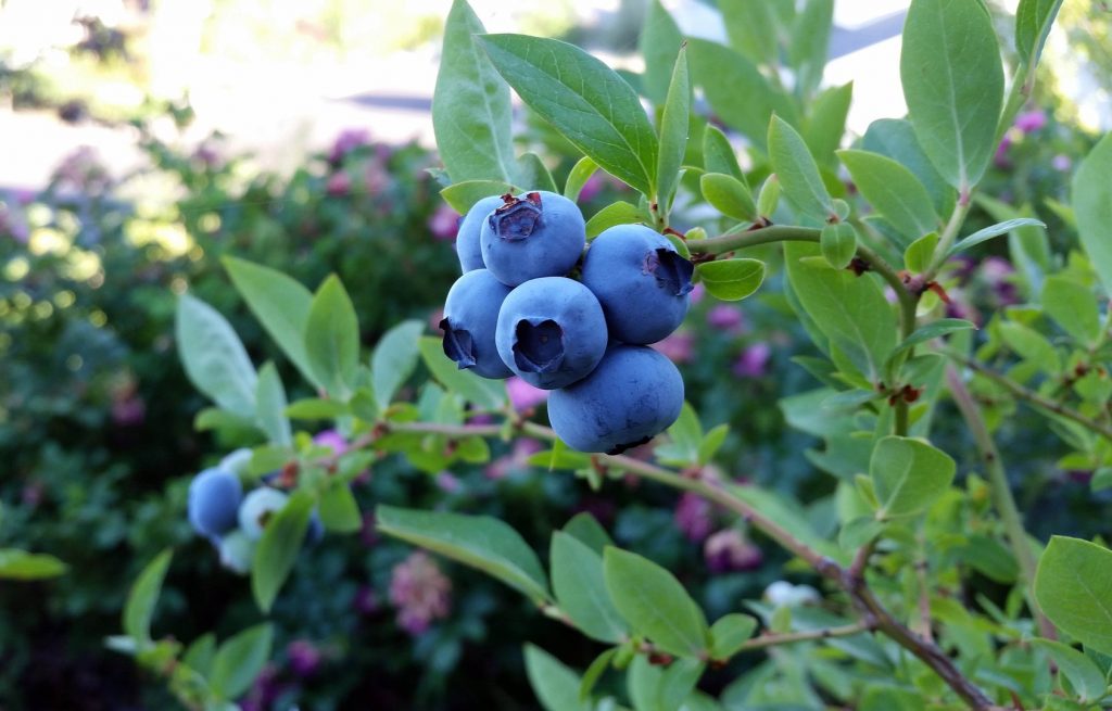 Blueberry plant sun requirements Idea