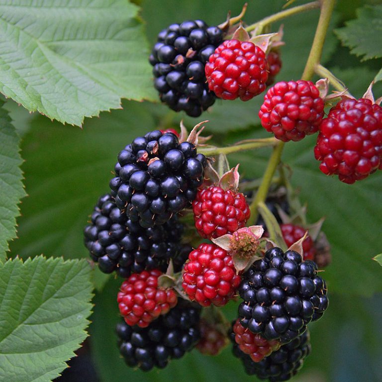 Buy Blackberry Plants Triple Crown Blackberry Plant Blackberries for Sale