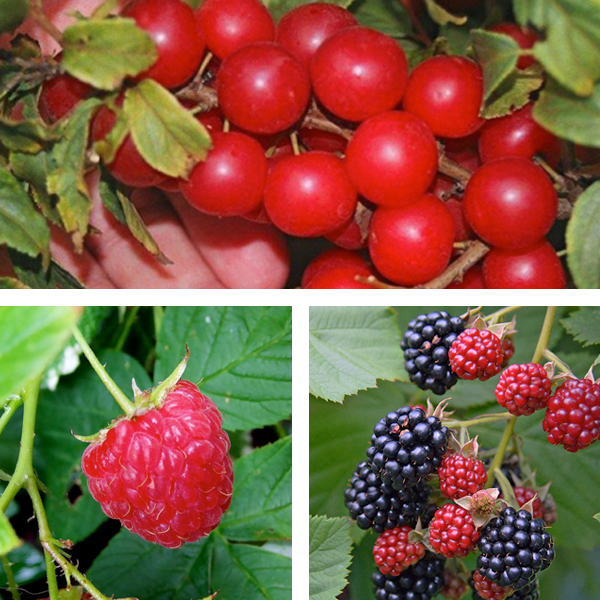 Other Berry Plant Varieties